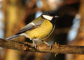 Parus major