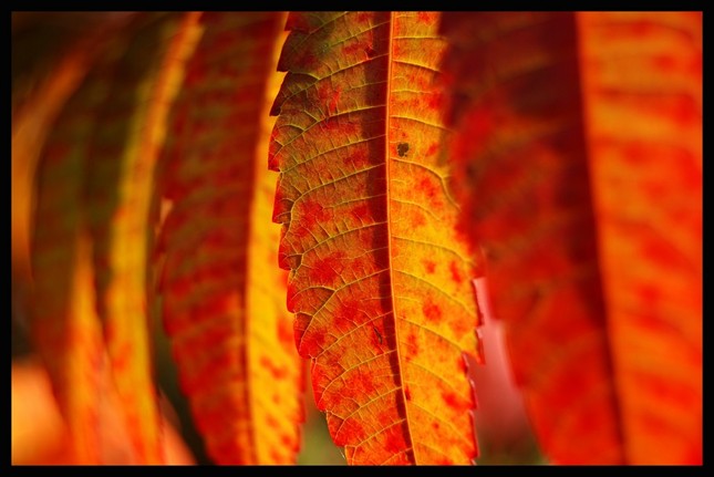 natur domino