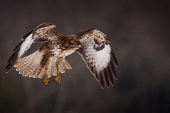 Buteo buteo / myšiak lesný