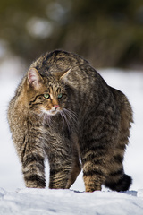 Felis silvestris / mačka divá