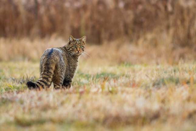 Felis silvestris / mačka divá