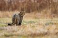 Felis silvestris / mačka divá