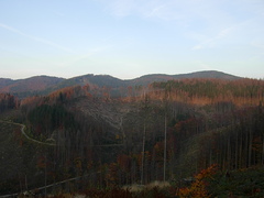 korovec