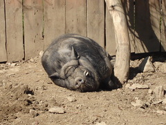 siesta