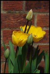 Tulipány