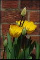 Tulipány