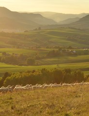 kde ovce dobrú noc dávajú ..