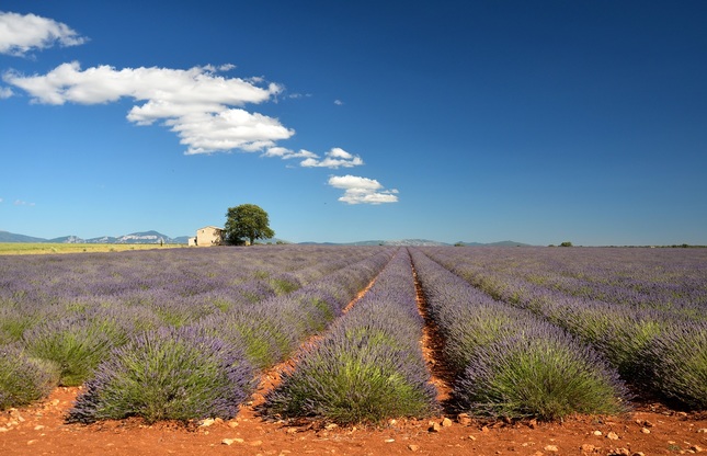 Valensole