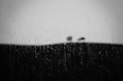 za oknom mlčky stoja