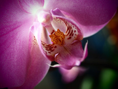 V utrobach orchidee