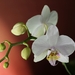 Orchidea I.