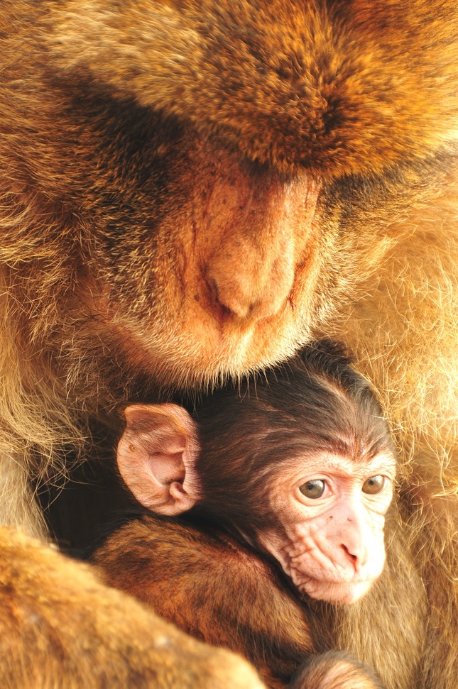 Opičia láska