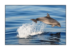 Tursiops truncatus