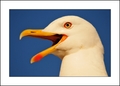 Sea eagle I
