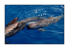 Pitol Whale 
