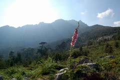 Jurasic park