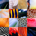 ZOO