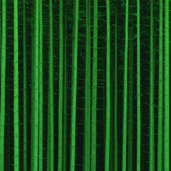 Kód lesa