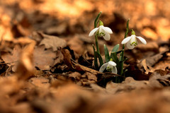 prvý poslovia jari,,,