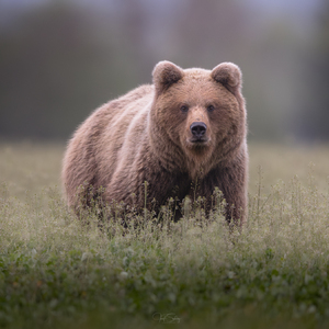 Wildlife
