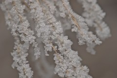 Winter beads