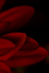 red flower