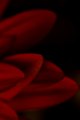 red flower