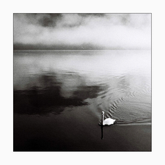 Swan...