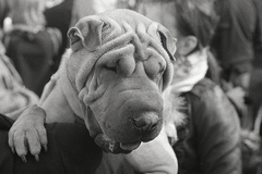 Shar Pei