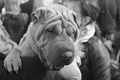 Shar Pei