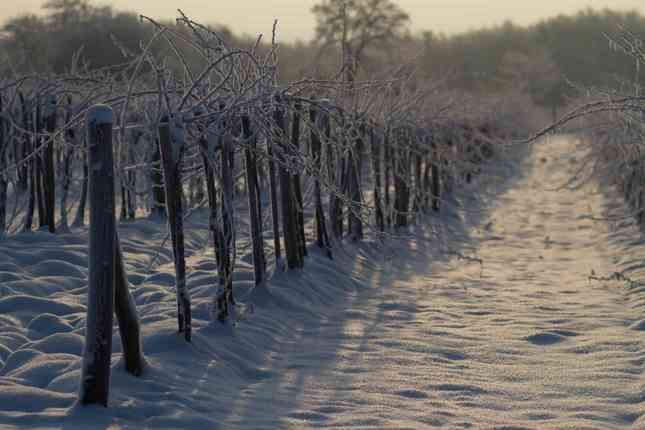 Zima vo vinohrade