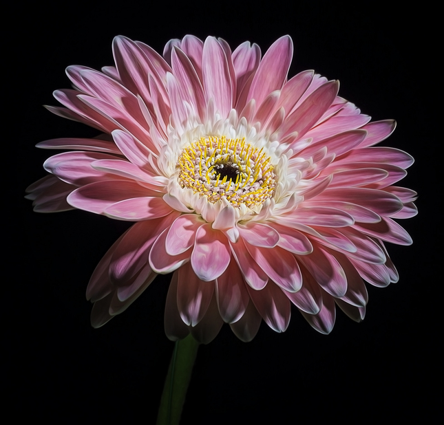 Gerbera