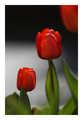 Tulipán