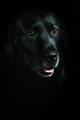 Argo