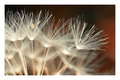 Hot dandelion