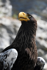 Haliaeetus pelagicus