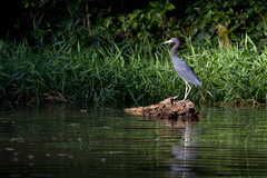 Volavka siva (Gray heron)