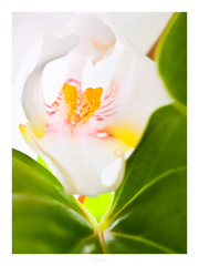 White-1