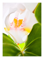 White-1