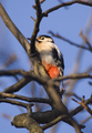 Ďateľ veľký (dendrocopus major)