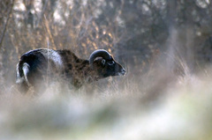 Muflon lesný /Ovis Musimon/