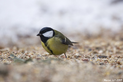 Sýkorka bielolíca (Parus Major)