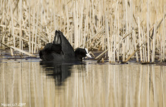 Lyska čierna (Fulica atra)
