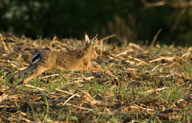 Zajac poľný ( Lepus Europaeus )