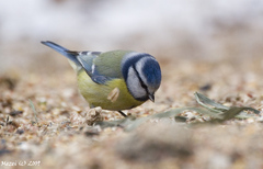 Sýkorka belasá (Parus Caeruleus)