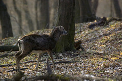Muflon lesný /Ovis Musimon/ - s