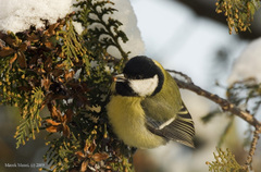 Sýkorka bielolíca (Parus Major)