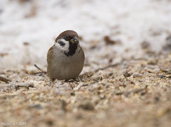 Vrabes poľný (Passer montanus)