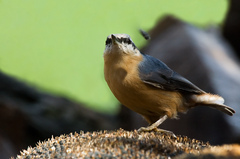 Brhlík lesný (sitta europea)