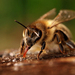 ...včela medonosná - apis mellif